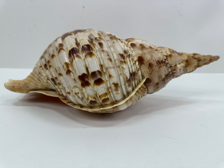 Large Triton Trumpet Organic Seashell 14'L [Photo 3]