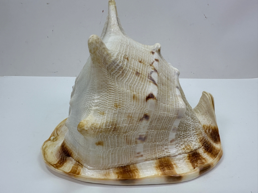 Large Organic Conch Seashell 9W X 7.5H [Photo 3]