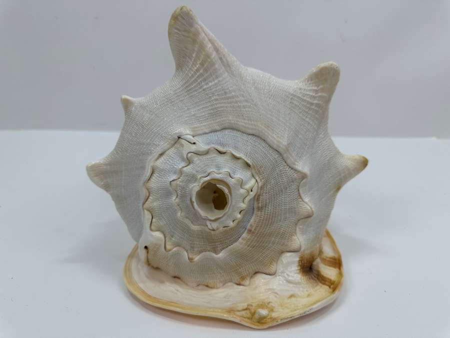 Large Organic Conch Seashell 9W X 7.5H [Photo 4]