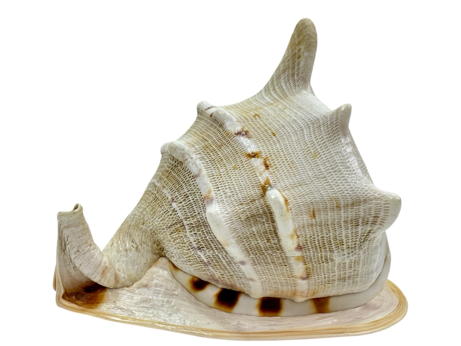 Large Organic Conch Seashell 9W X 7.5H