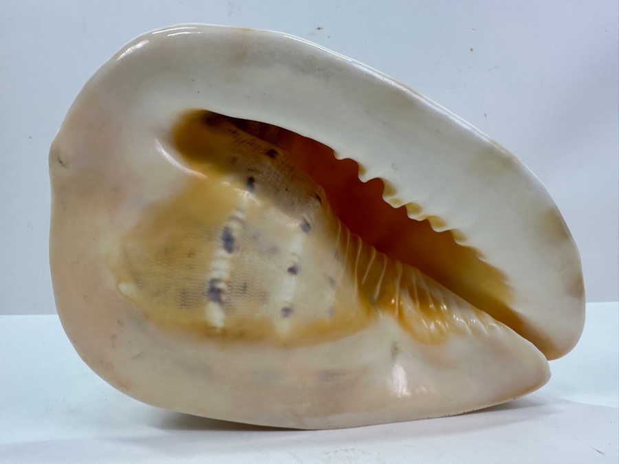 Large Organic Conch Seashell 9W X 7.5H [Photo 2]