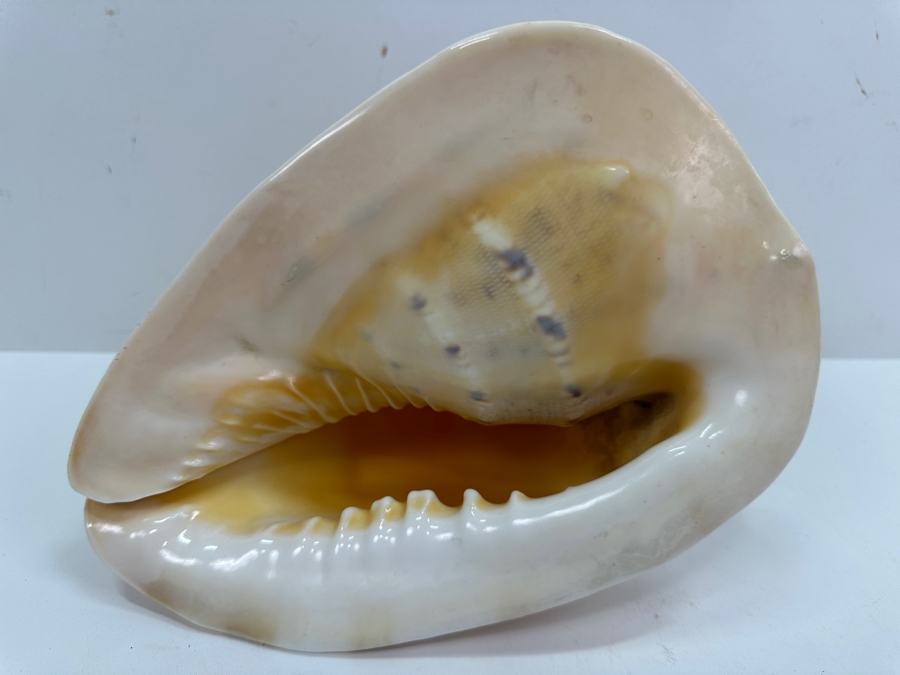 Large Organic Conch Seashell 9W X 7.5H [Photo 6]