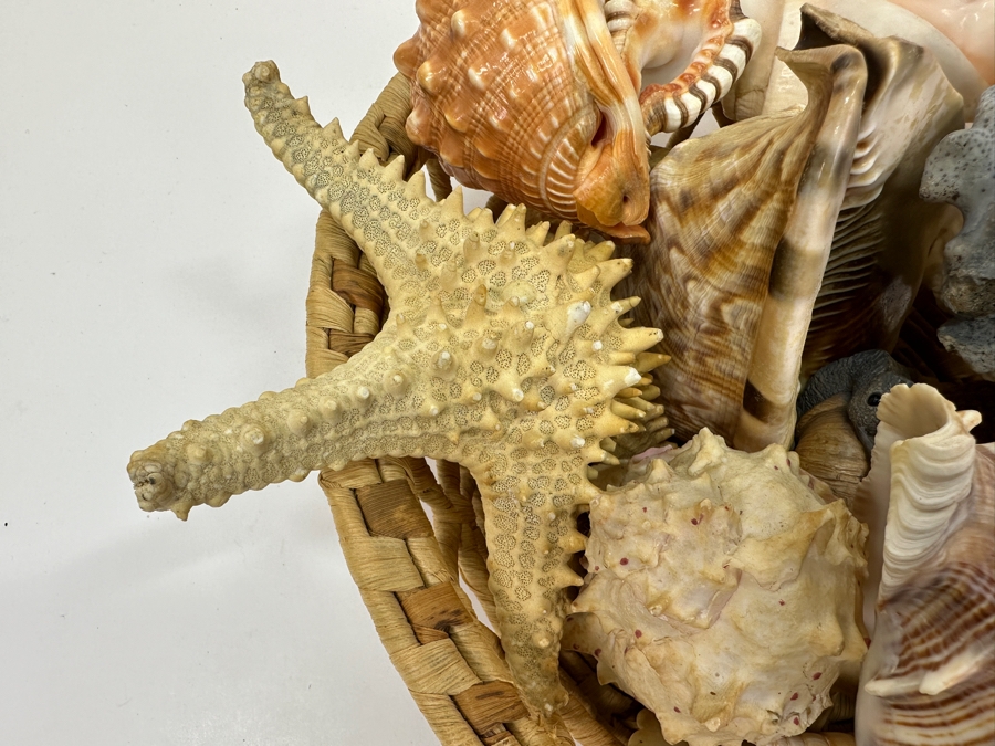 Woven Basket Filled With Organic Seashells 12'W [Photo 6]