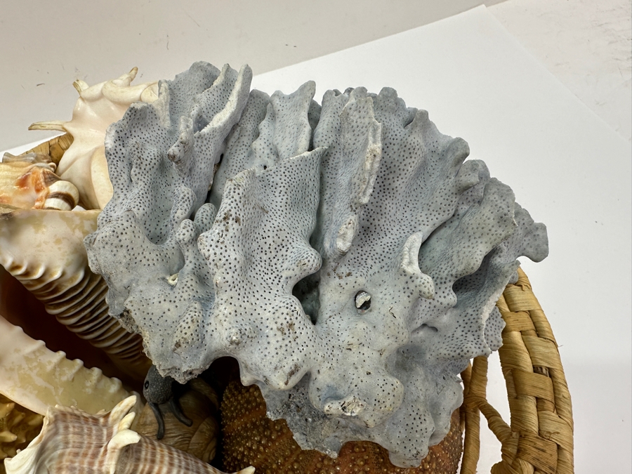 Woven Basket Filled With Organic Seashells 12'W [Photo 4]