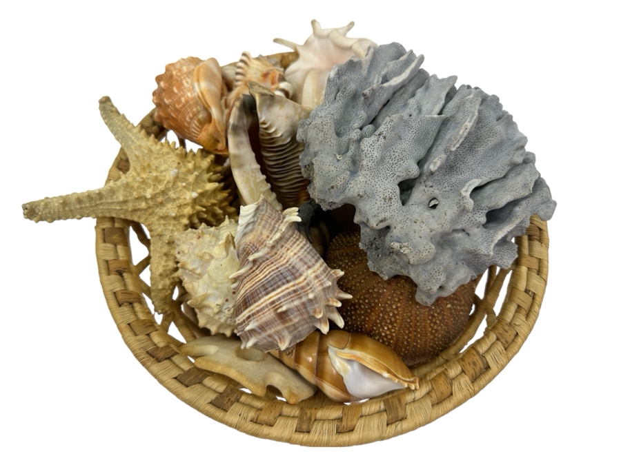 Woven Basket Filled With Organic Seashells 12'W