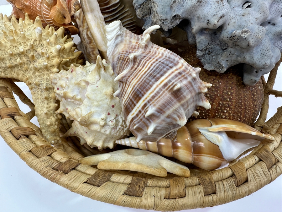 Woven Basket Filled With Organic Seashells 12'W [Photo 3]