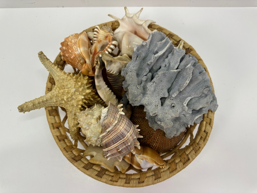 Woven Basket Filled With Organic Seashells 12'W [Photo 2]