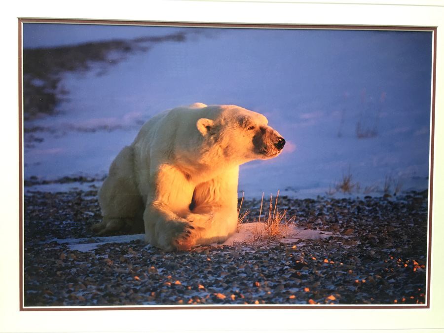 Polar Bear Photograph Thomas Mangelsen 'Breath of Light' [Photo 4]