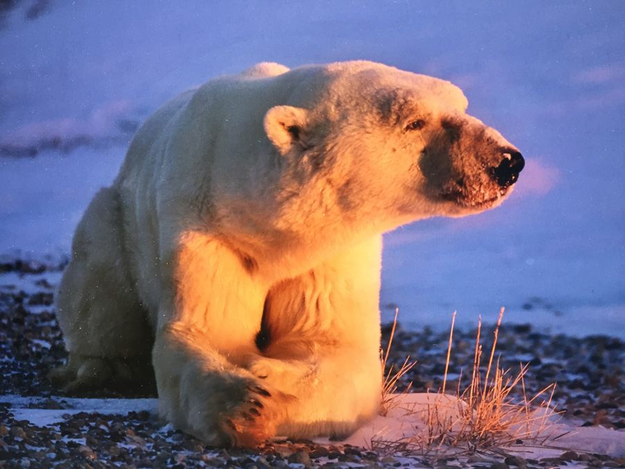 Polar Bear Photograph Thomas Mangelsen 'Breath of Light' [Photo 5]
