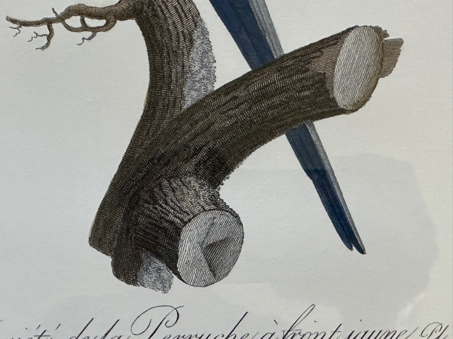 Framed Parakeet Print 21 X 26 [Photo 5]