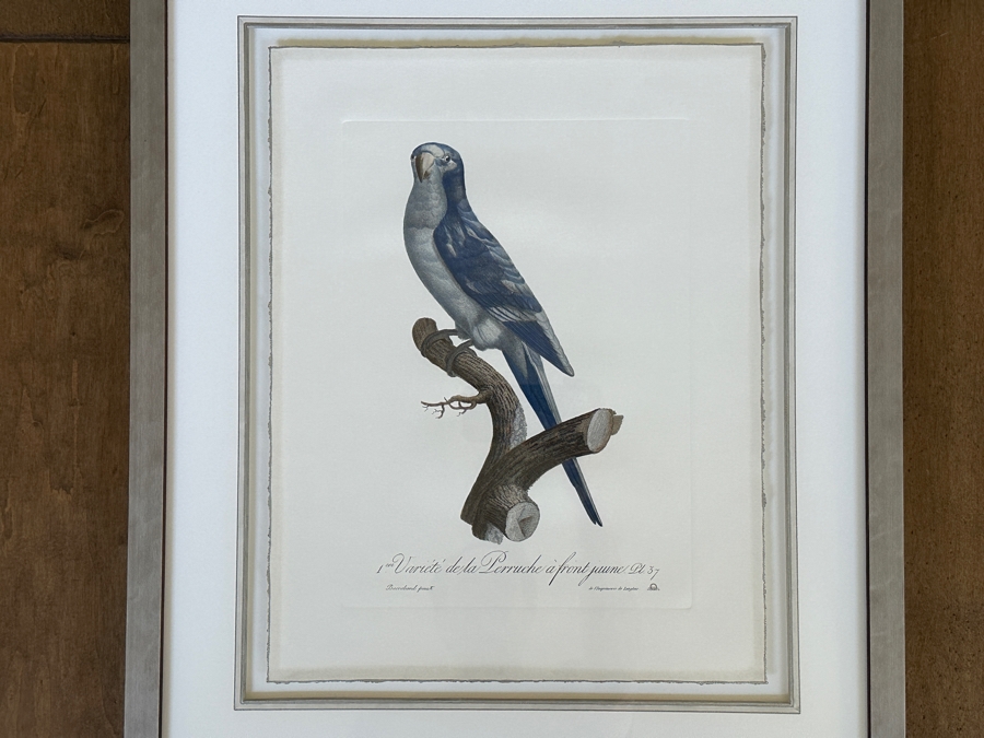 Framed Parakeet Print 21 X 26