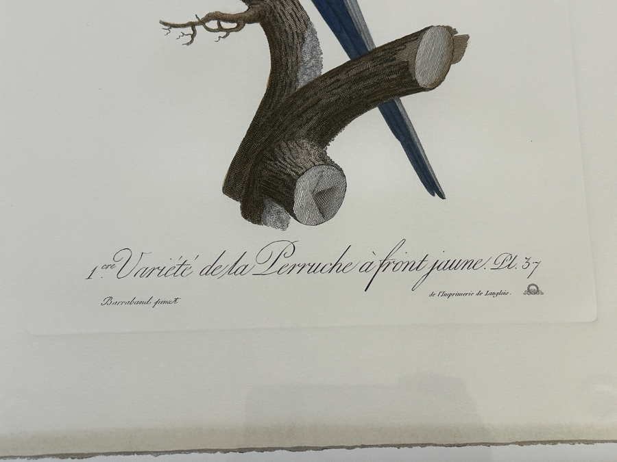 Framed Parakeet Print 21 X 26 [Photo 6]