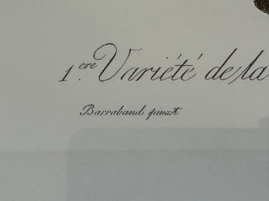 Framed Parakeet Print 21 X 26 [Photo 8]