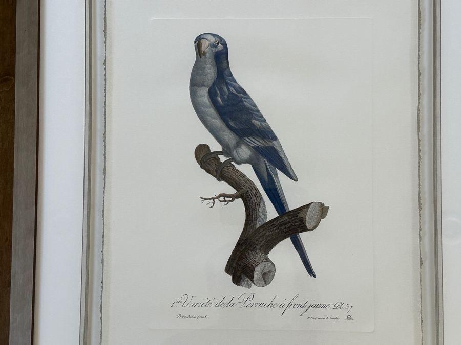 Framed Parakeet Print 21 X 26 [Photo 3]