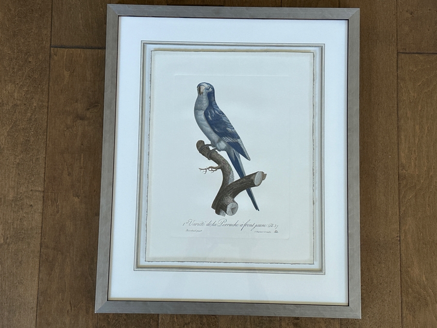 Framed Parakeet Print 21 X 26 [Photo 2]