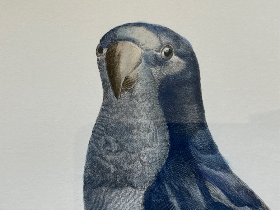 Framed Parakeet Print 21 X 26 [Photo 4]