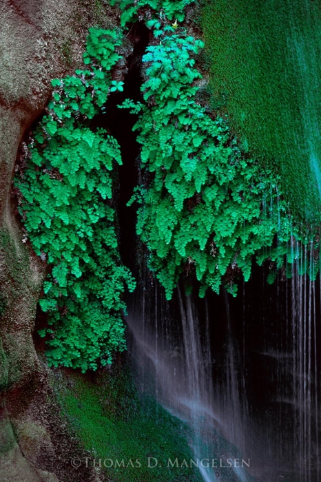 Just Added - Thomas D. Mangelsen (B. 1946, American) Colorado River Spring Fine Art Photograph Royal Arch Creek, Grand Canyon, Arizona 20'W X 30'H Framed 30.5' X 40.5' Retails $1,899 [Photo 13]