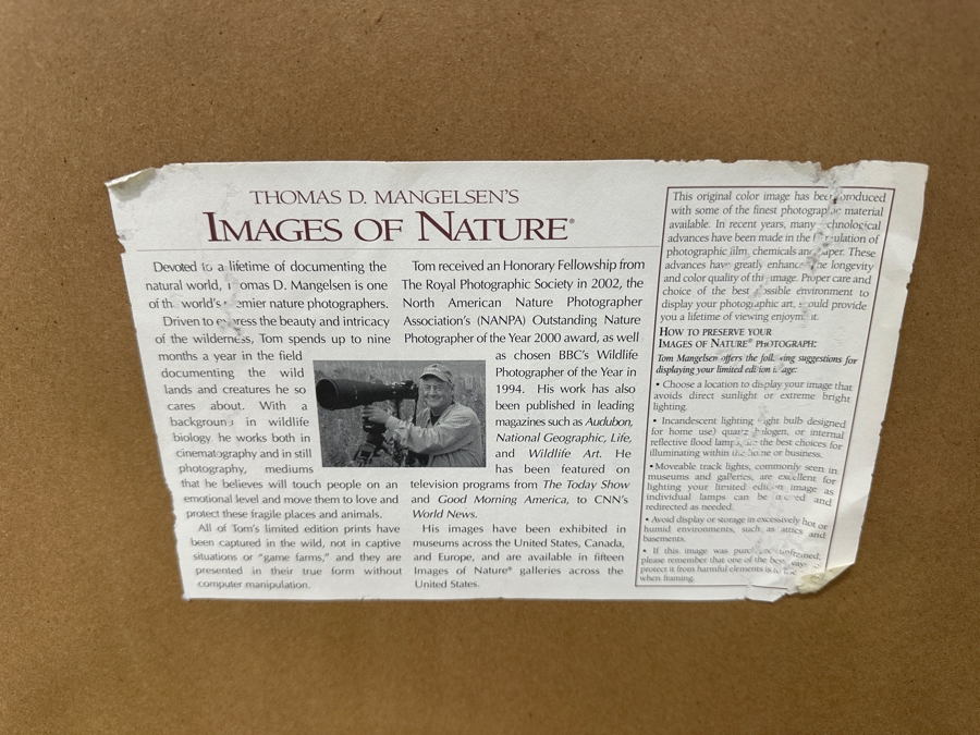 Just Added - Thomas D. Mangelsen (B. 1946, American) Rising From The Mist Fine Art Photograph Redwood National Park, California 16'W X 47'H Framed 26.5' X 57.5' Retails $5,999 [Photo 8]