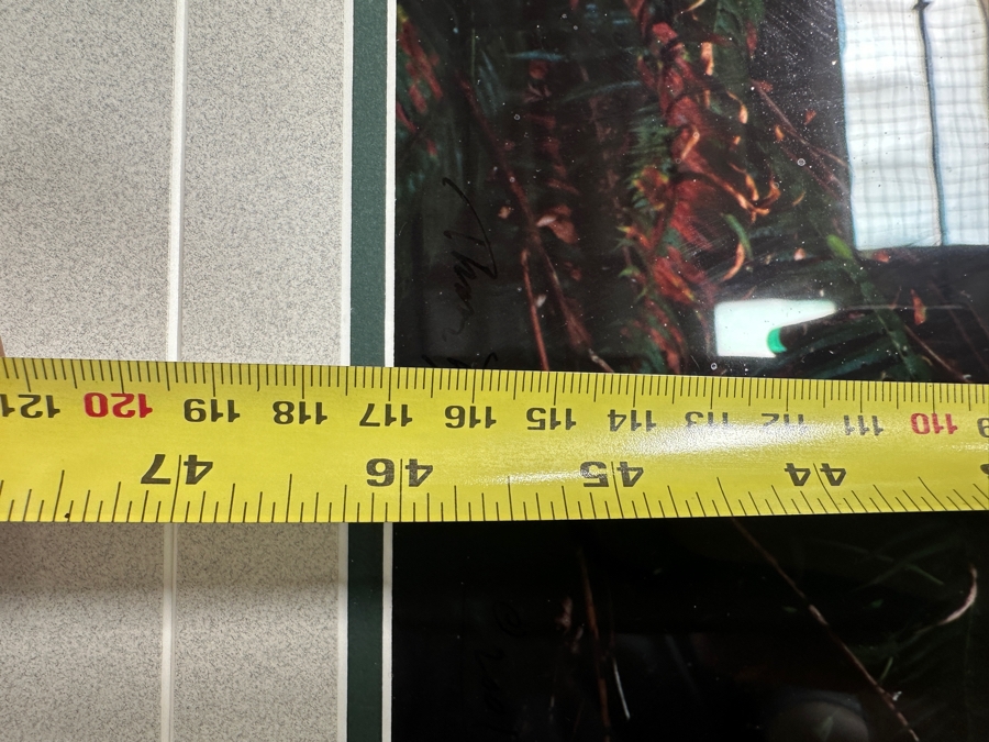 Just Added - Thomas D. Mangelsen (B. 1946, American) Rising From The Mist Fine Art Photograph Redwood National Park, California 16'W X 47'H Framed 26.5' X 57.5' Retails $5,999 [Photo 17]