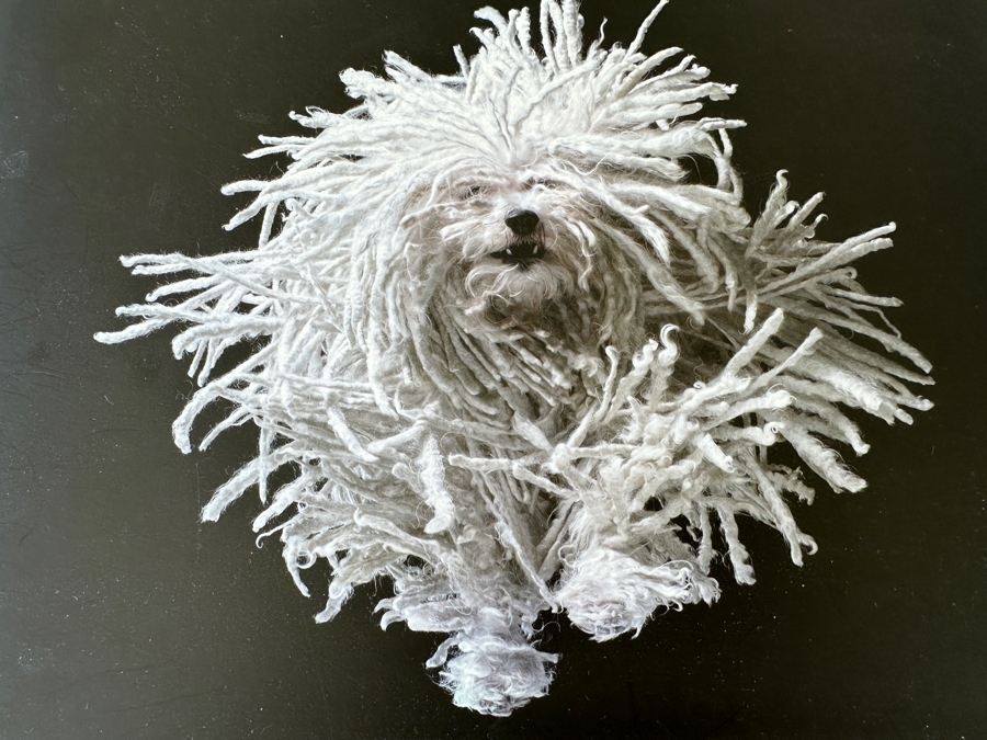 Dogs Coffee Table Book By Tim Flach Retails $50 [Photo 2]