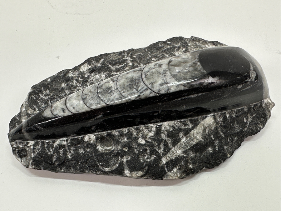 Orthoceras Fossil Embedded In A Rock Matrix 5'L [Photo 6]