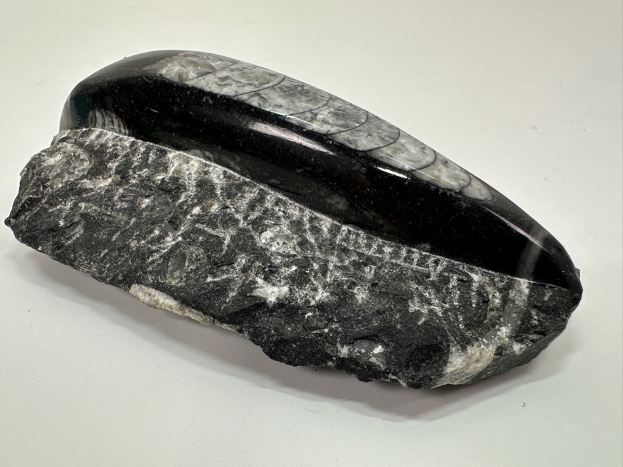 Orthoceras Fossil Embedded In A Rock Matrix 5'L [Photo 3]
