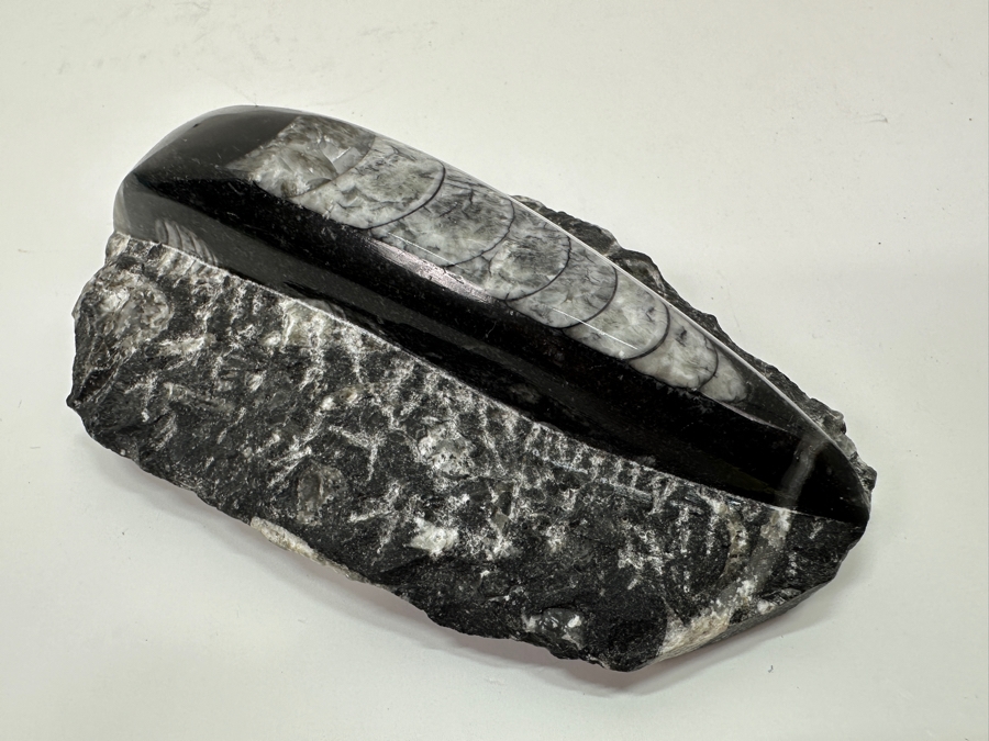 Orthoceras Fossil Embedded In A Rock Matrix 5'L [Photo 2]