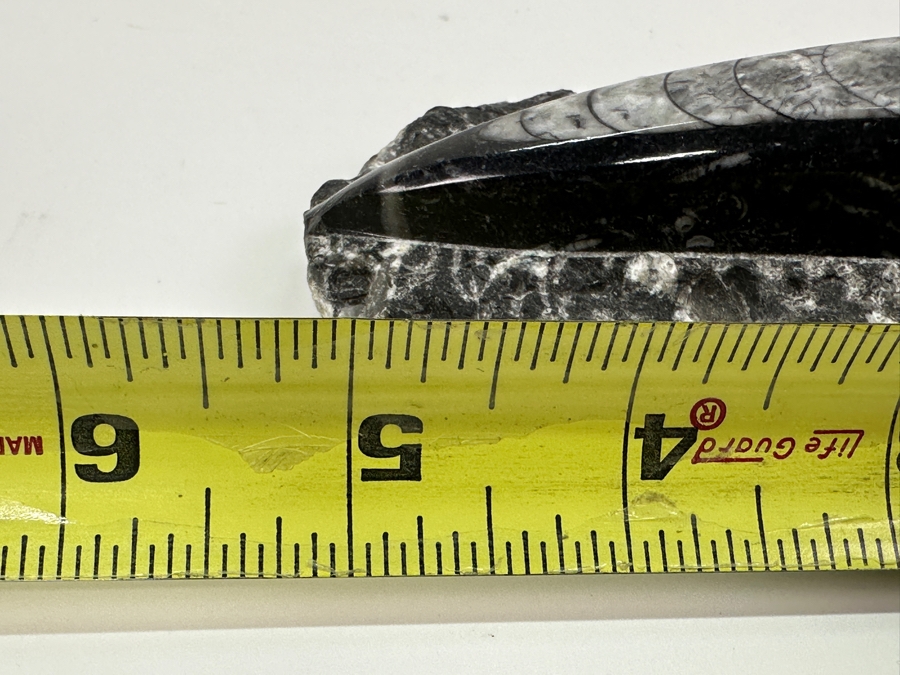 Orthoceras Fossil Embedded In A Rock Matrix 5'L [Photo 8]