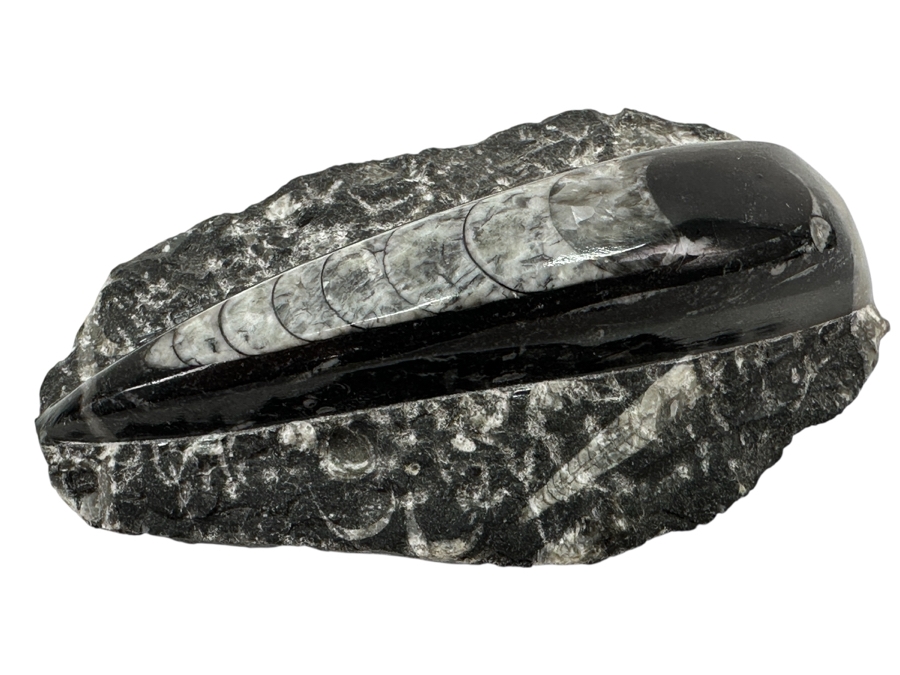 Orthoceras Fossil Embedded In A Rock Matrix 5'L