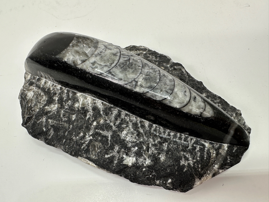 Orthoceras Fossil Embedded In A Rock Matrix 5'L [Photo 4]