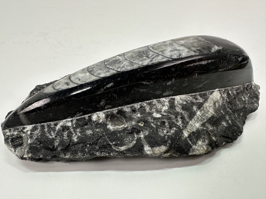 Orthoceras Fossil Embedded In A Rock Matrix 5'L [Photo 5]