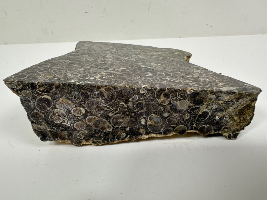 Turritella Agate Fossil Specimen 5 X 6 [Photo 6]