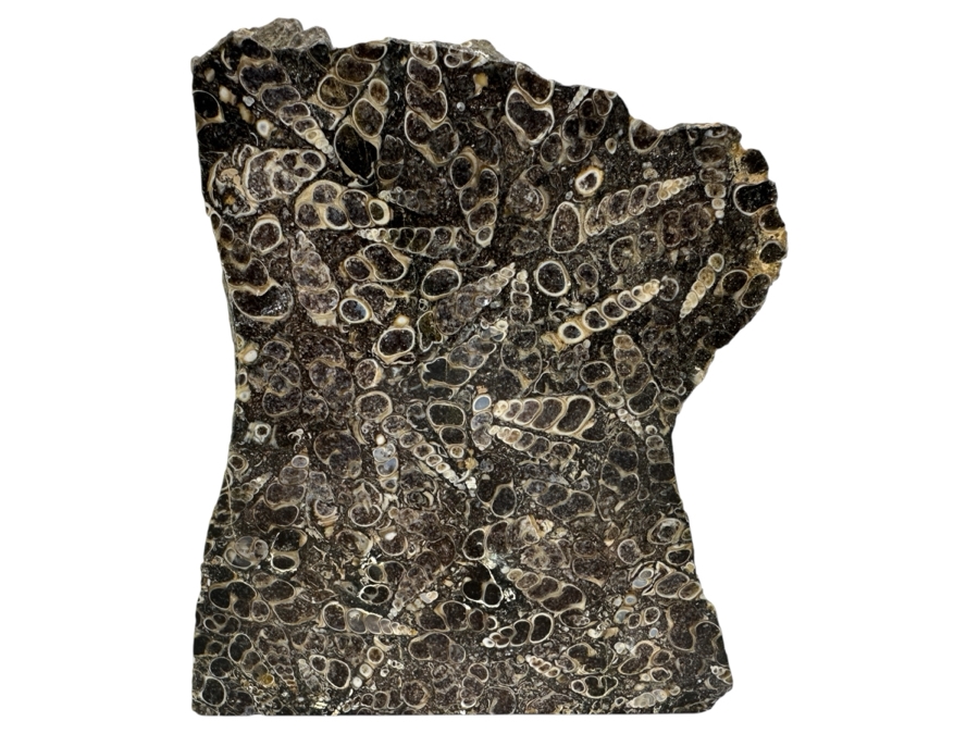 Turritella Agate Fossil Specimen 5 X 6