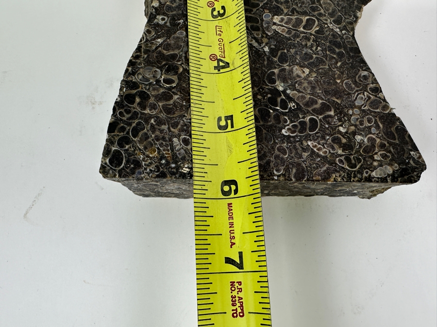 Turritella Agate Fossil Specimen 5 X 6 [Photo 8]