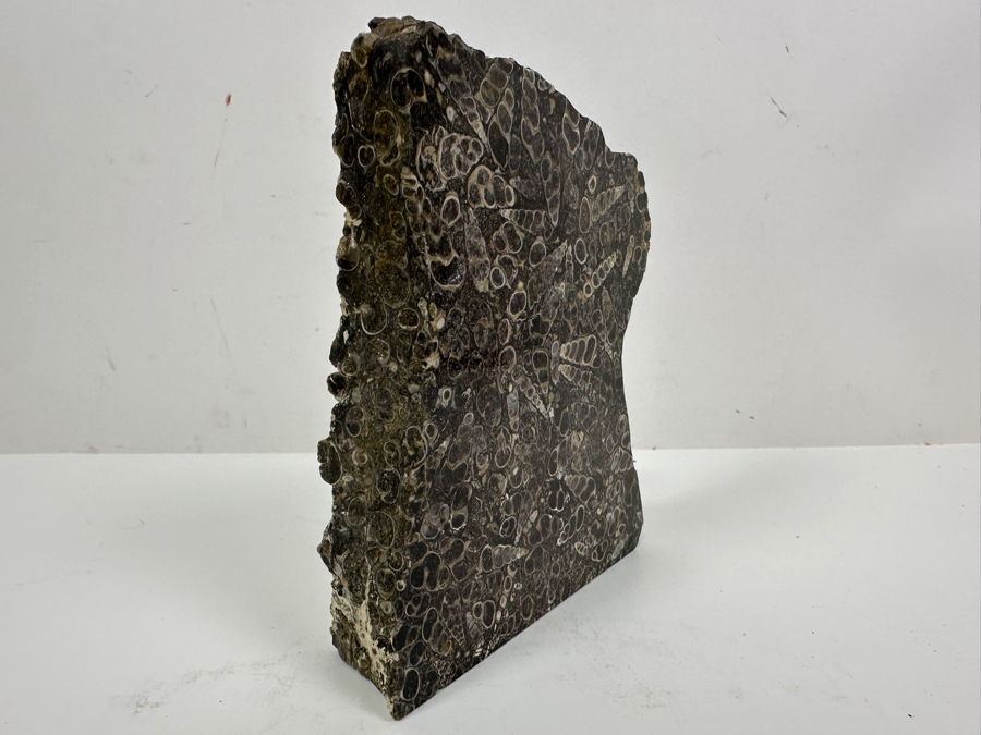 Turritella Agate Fossil Specimen 5 X 6 [Photo 3]