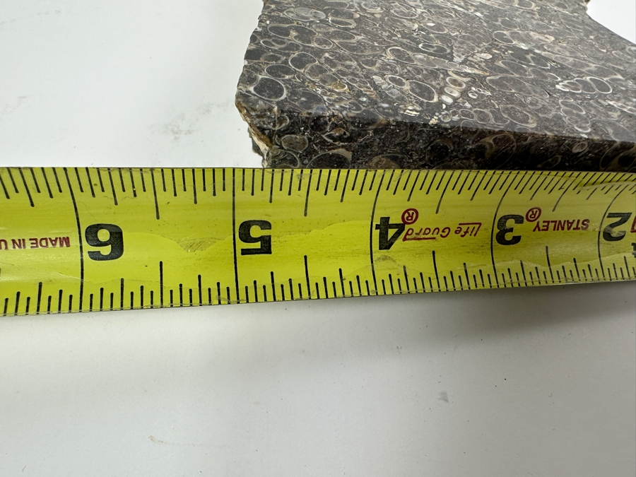 Turritella Agate Fossil Specimen 5 X 6 [Photo 7]