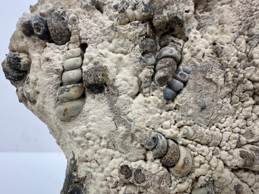 Turritella Agate Fossil Specimen 5 X 6 [Photo 5]