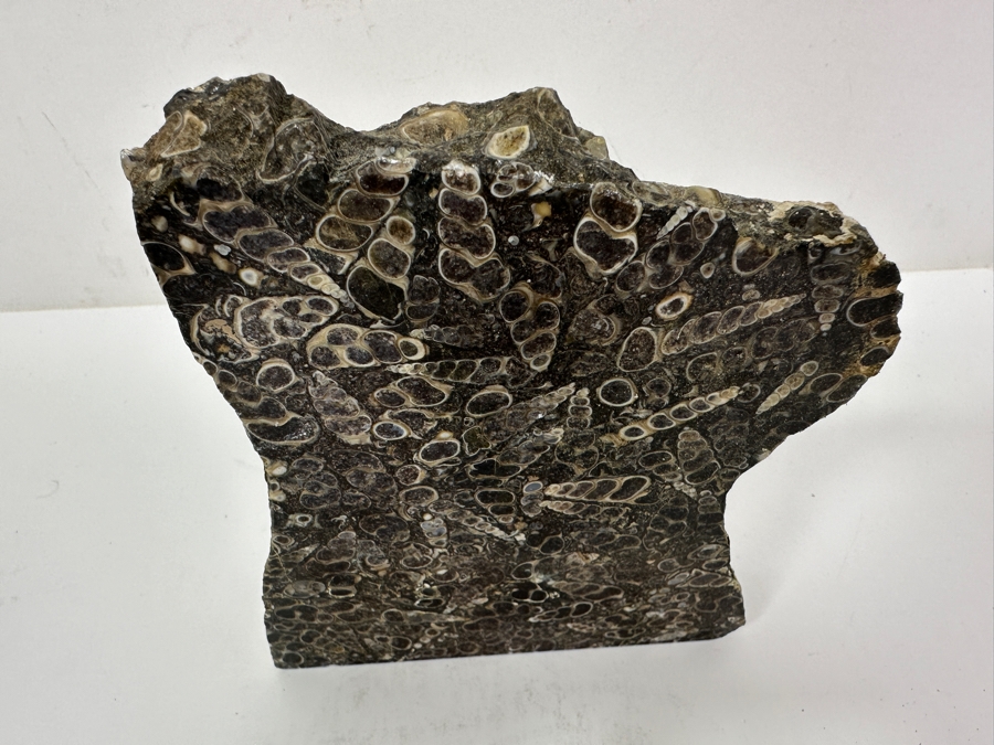 Turritella Agate Fossil Specimen 5 X 6 [Photo 2]