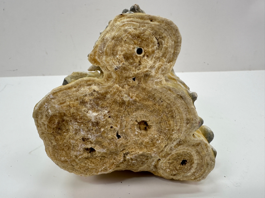 Calcite Stalagmite Specimen Organic Sculpture 9'H [Photo 7]