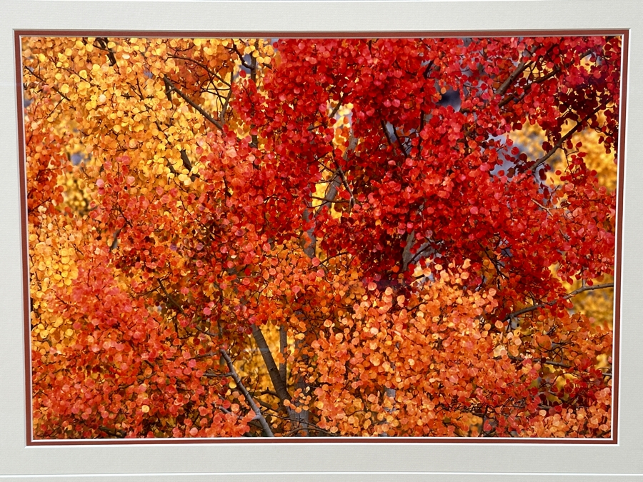Thomas D. Mangelsen (B. 1946, American) Aspen Blaze - Grand Teton National Park, Wyoming Fine Art Photograph 19'W X 13'H Framed 31.5' X 25.5' Retails $1,300