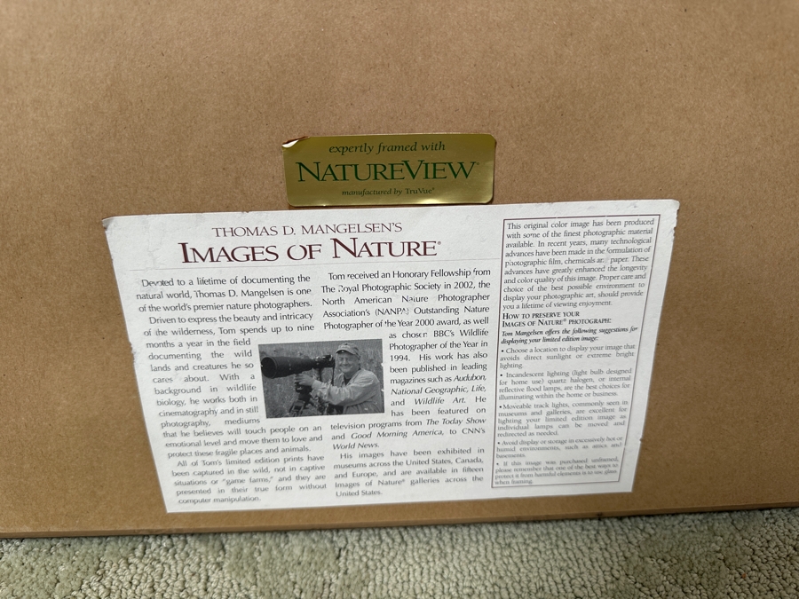 Thomas D. Mangelsen (B. 1946, American) Aspen Blaze - Grand Teton National Park, Wyoming Fine Art Photograph 19'W X 13'H Framed 31.5' X 25.5' Retails $1,300 [Photo 5]