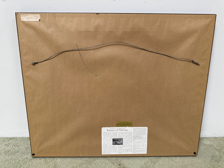 Thomas D. Mangelsen (B. 1946, American) Aspen Blaze - Grand Teton National Park, Wyoming Fine Art Photograph 19'W X 13'H Framed 31.5' X 25.5' Retails $1,300 [Photo 4]