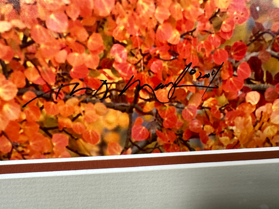 Thomas D. Mangelsen (B. 1946, American) Aspen Blaze - Grand Teton National Park, Wyoming Fine Art Photograph 19'W X 13'H Framed 31.5' X 25.5' Retails $1,300 [Photo 7]