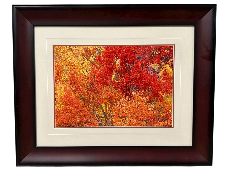 Thomas D. Mangelsen (B. 1946, American) Aspen Blaze - Grand Teton National Park, Wyoming Fine Art Photograph 19'W X 13'H Framed 31.5' X 25.5' Retails $1,300 [Photo 2]