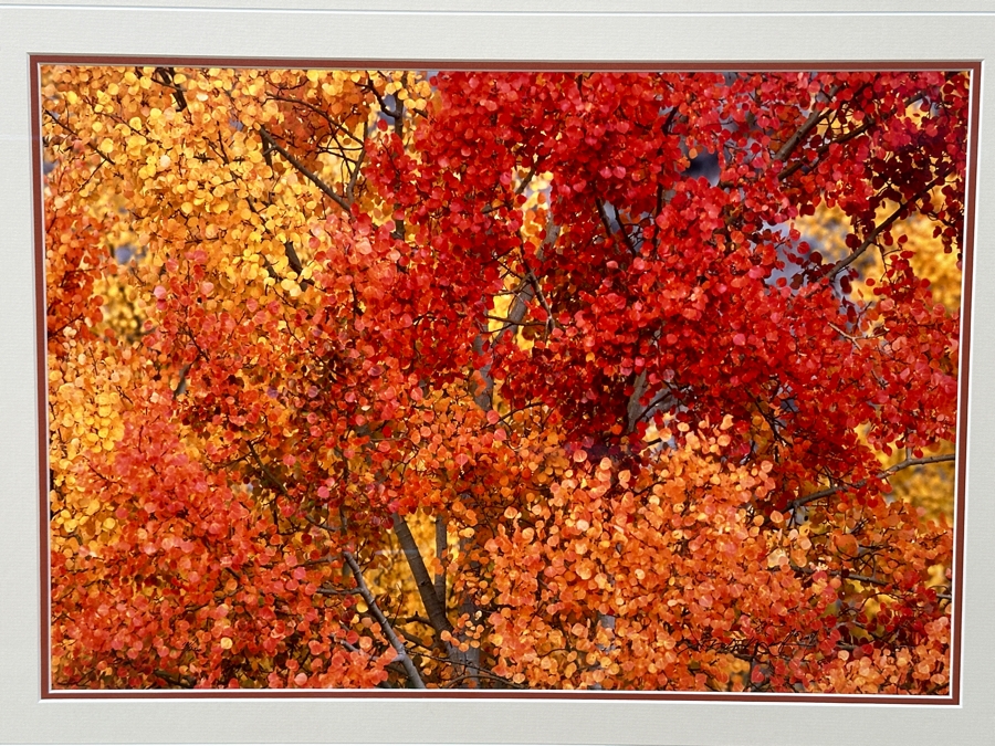 Thomas D. Mangelsen (B. 1946, American) Aspen Blaze - Grand Teton National Park, Wyoming Fine Art Photograph 19'W X 13'H Framed 31.5' X 25.5' Retails $1,300 [Photo 3]