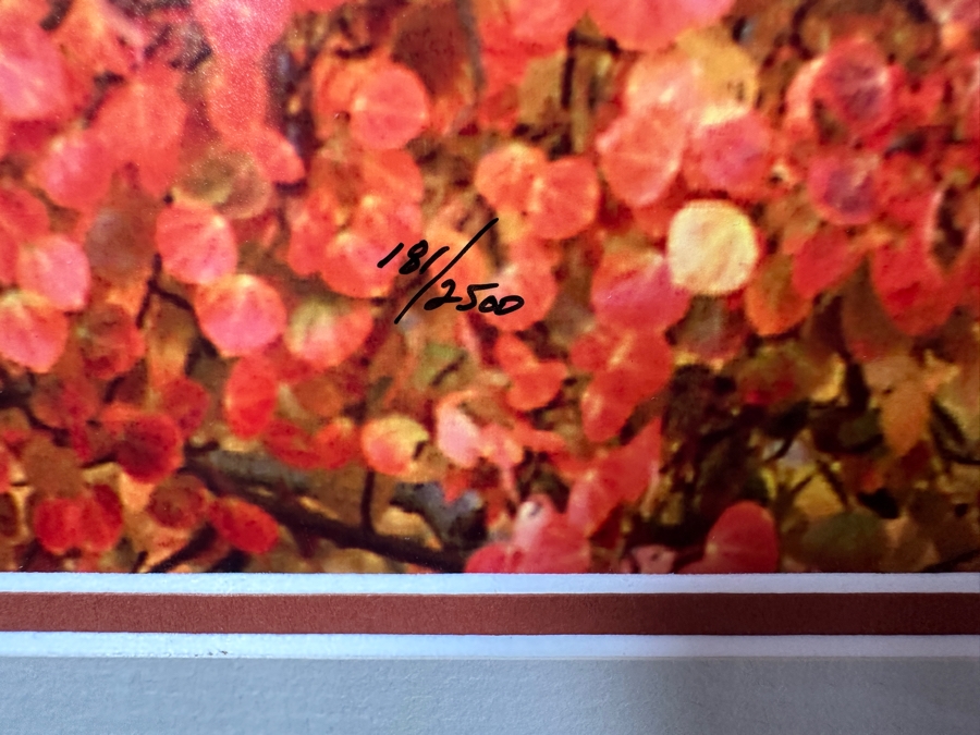 Thomas D. Mangelsen (B. 1946, American) Aspen Blaze - Grand Teton National Park, Wyoming Fine Art Photograph 19'W X 13'H Framed 31.5' X 25.5' Retails $1,300 [Photo 8]