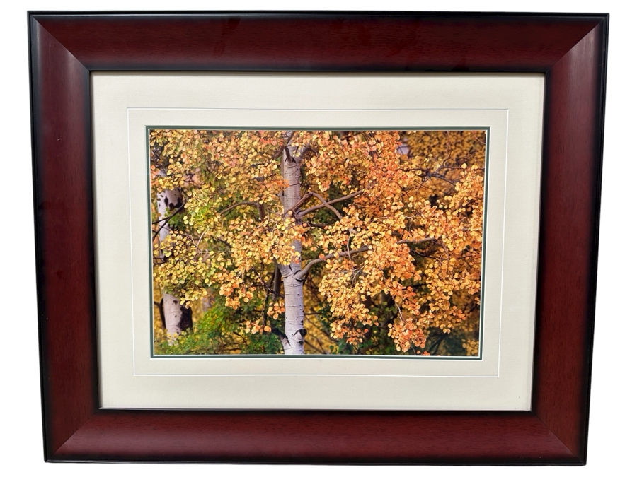 Thomas D. Mangelsen (B. 1946, American) Edge Of Fall - Grand Teton National Park, Wyoming Fine Art Photograph 19'W X 13'H Framed 31.5' X 25.5' Retails $1,000 [Photo 2]