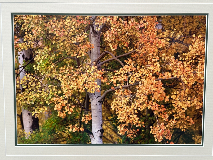 Thomas D. Mangelsen (B. 1946, American) Edge Of Fall - Grand Teton National Park, Wyoming Fine Art Photograph 19'W X 13'H Framed 31.5' X 25.5' Retails $1,000