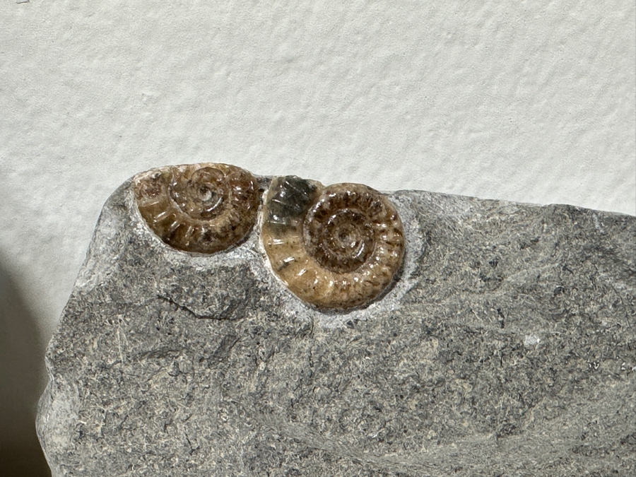 Just Added - Pair Of Fossils: Orthoceras Nautilus From North Africa And Promicroceras Planicosta From Lower Lias Dorset England [Photo 4]
