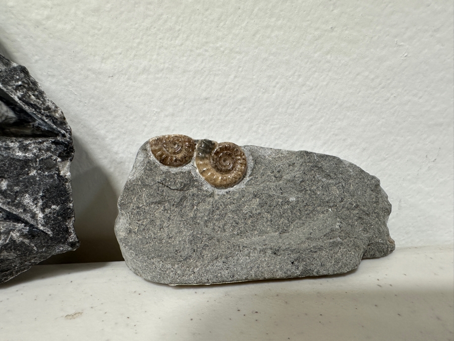 Just Added - Pair Of Fossils: Orthoceras Nautilus From North Africa And Promicroceras Planicosta From Lower Lias Dorset England [Photo 3]